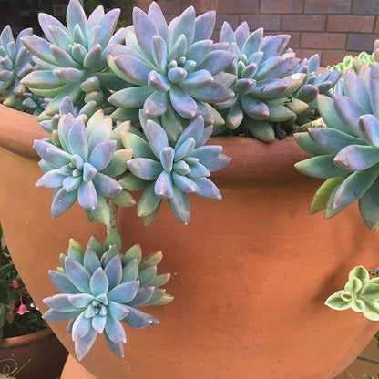 Graptosedum Glauca