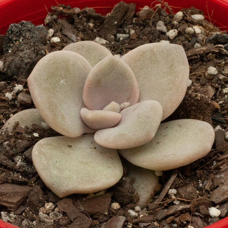 Graptoveria Margaret Rose