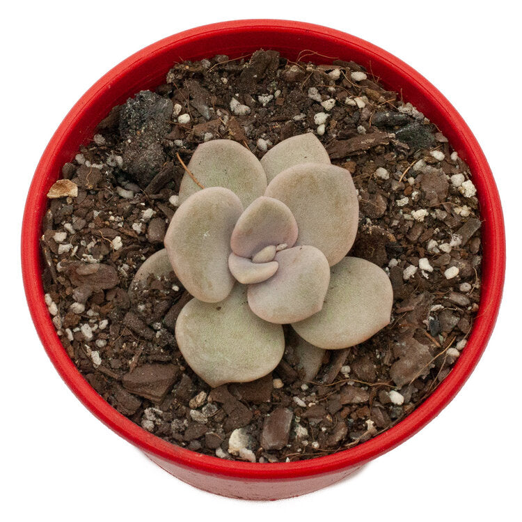 Graptoveria Margaret Rose