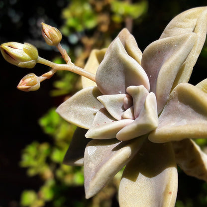 Graptoveria Acaulis