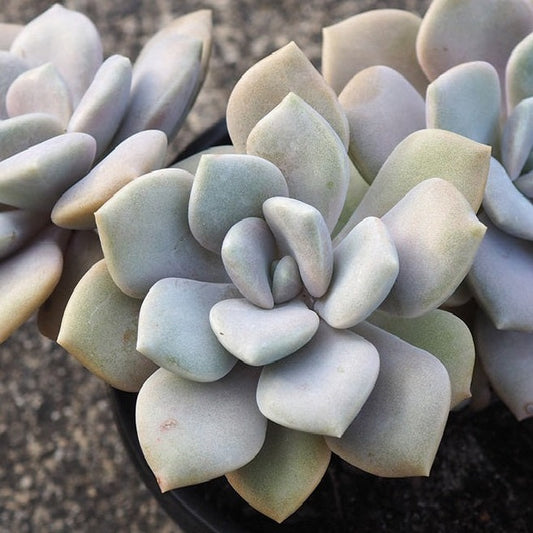 Graptoveria Margaret Rose