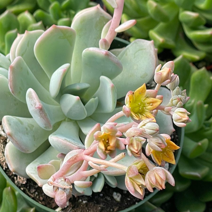 Graptoveria Moonglow