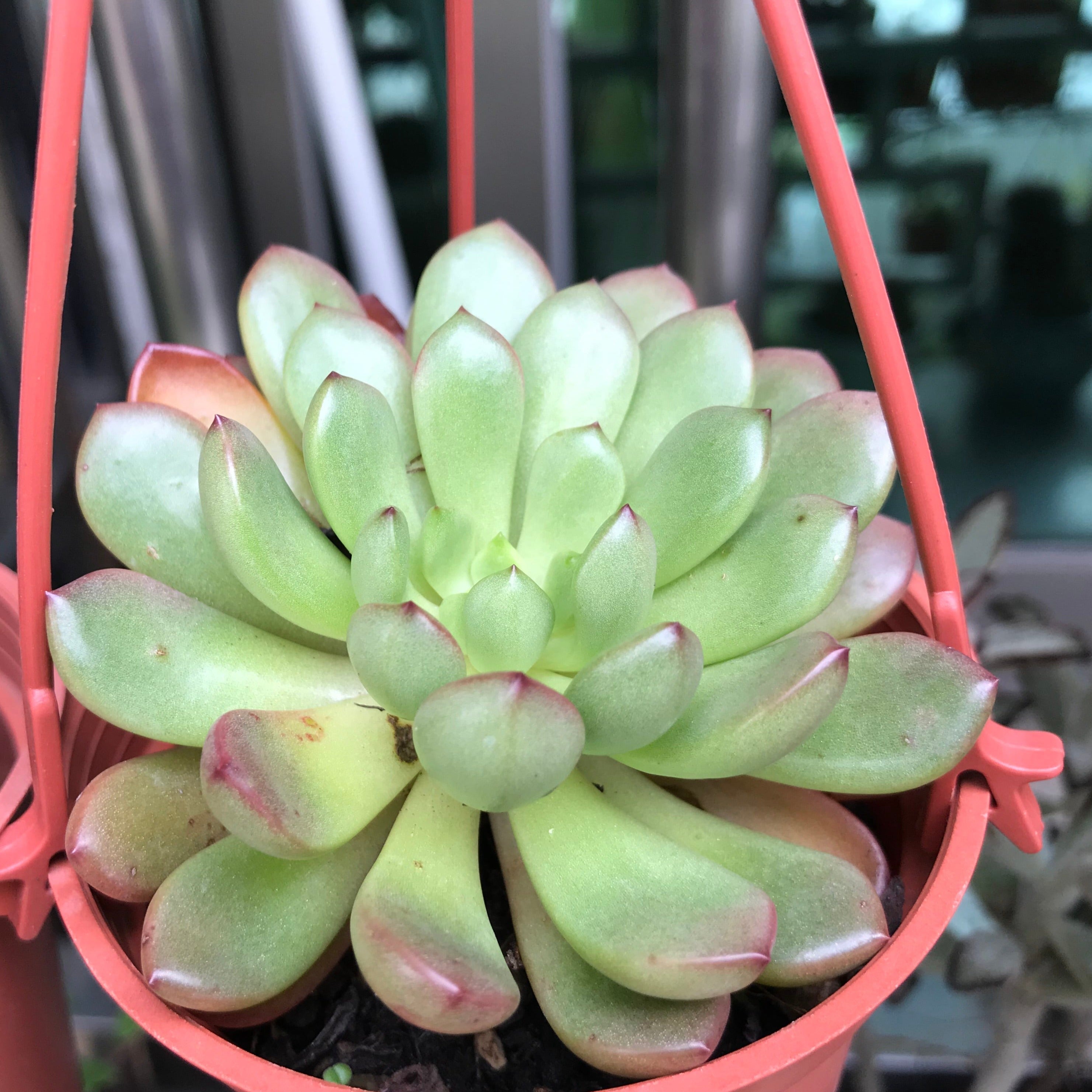 Ruby Succulent Graptoveria Pink Ruby – Succulents World