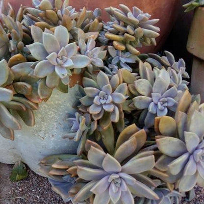 Graptoveria Rose Queen