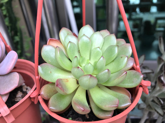 Graptoveria Pink Ruby 80mm