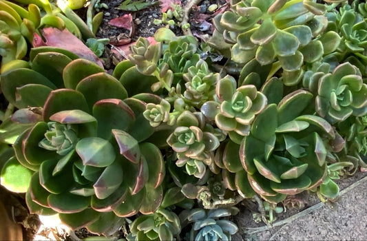 Graptoveria Stella