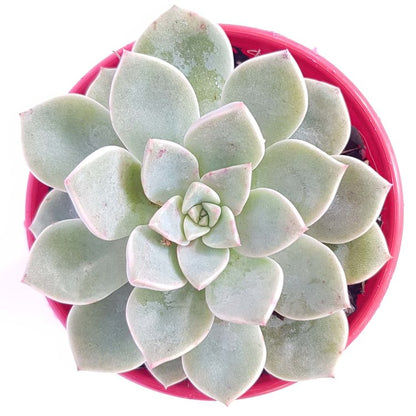 Graptoveria Acaulis