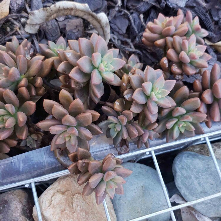 Graptosedum Bert Stanwick-Cutting/Potted