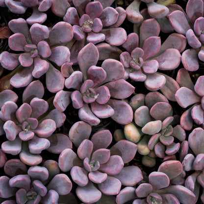 Graptoveria 'Lilac spoons' Topsy Debbie