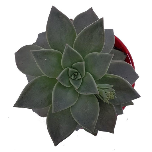 Graptoveria Luna