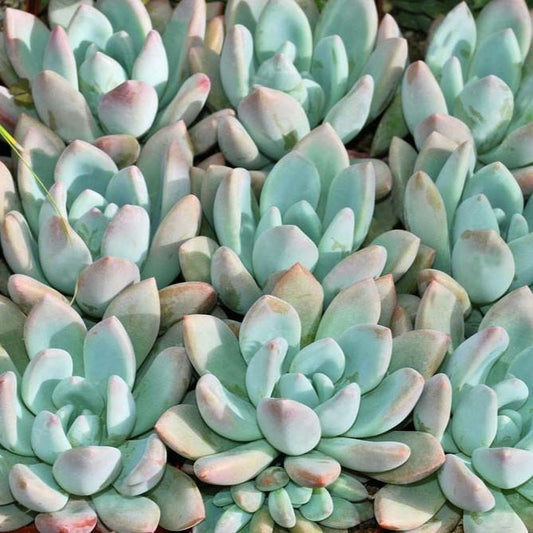 Graptoveria Moonglow