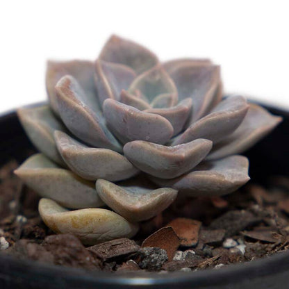 Graptoveria Portia