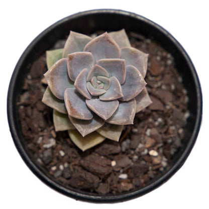 Graptoveria Portia