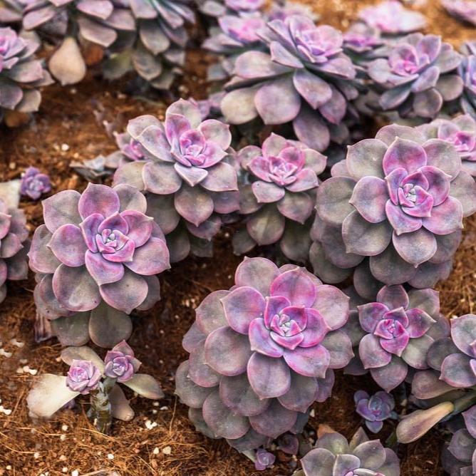 Graptoveria Purple Delight