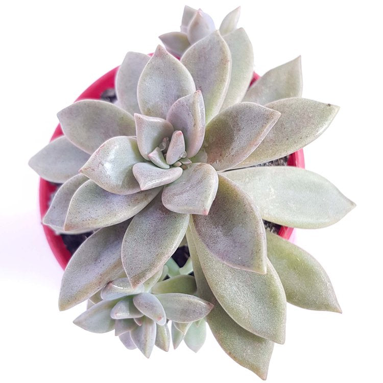 Graptoveria Rose Queen