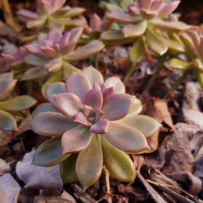 Graptoveria Rubra