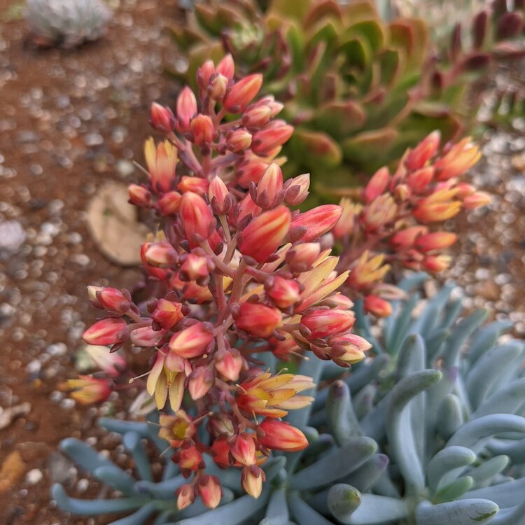 Graptoveria Stella