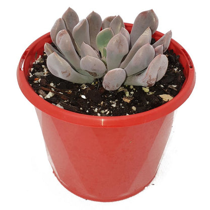 topsy debbie succulent Graptoveria 'Lilac spoons' Topsy Debbie – Succulents World