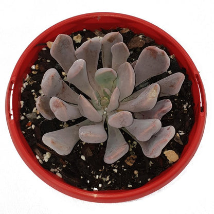 Graptoveria 'Lilac spoons' Topsy Debbie