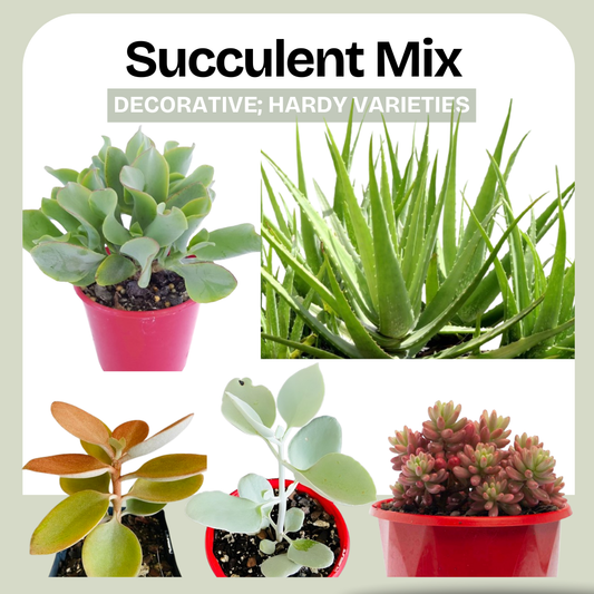 Succulent Mix – Decorative; Hardy Varieties