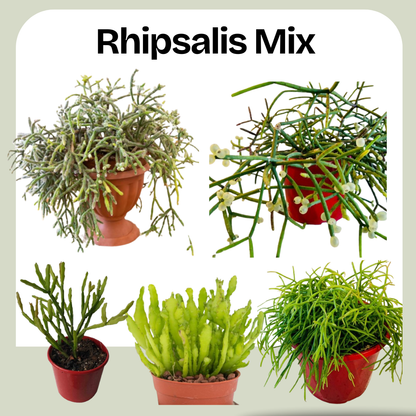 Rhipsalis Mix – Epiphytic Cactus Collection