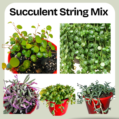 Succulent String Mix – Hanging / Trailing Varieties