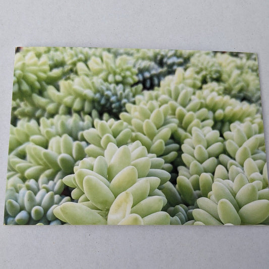 CARD Green Burrito