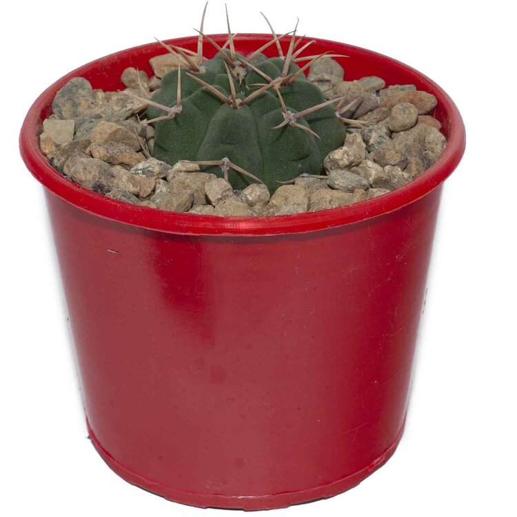 Cacti- Gymnocalycium