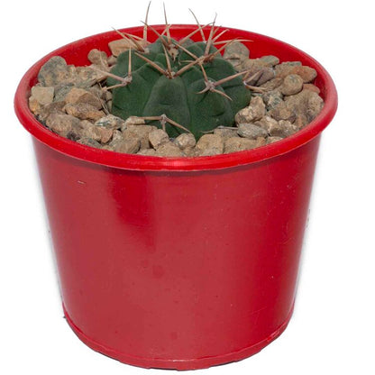 Cacti- Gymnocalycium