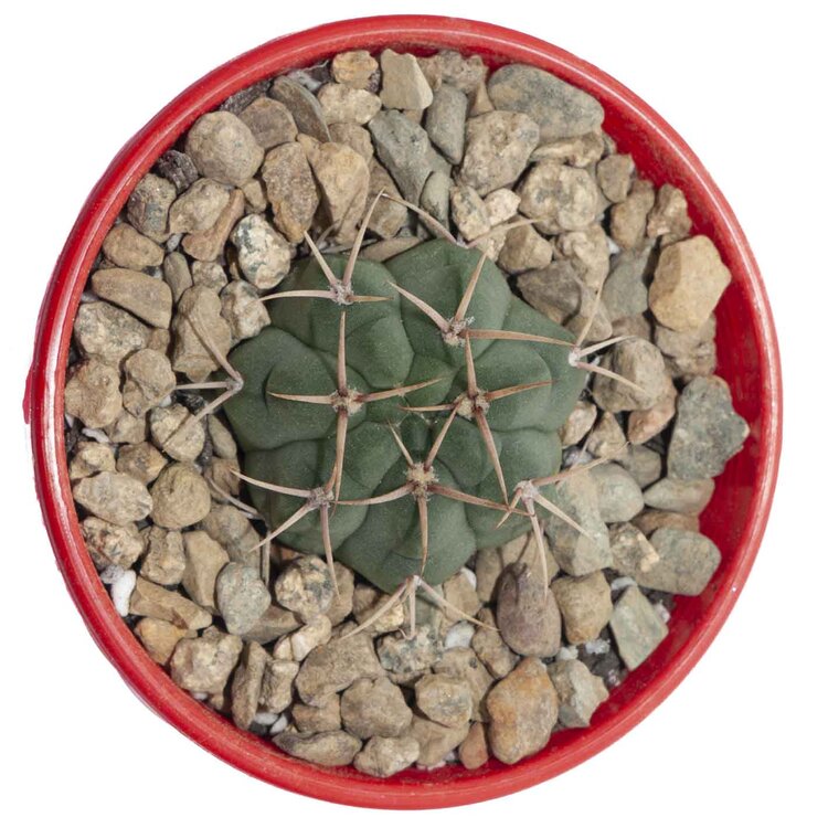 Cacti- Gymnocalycium