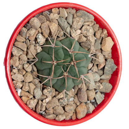 Cacti- Gymnocalycium