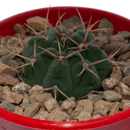 Cacti- Gymnocalycium