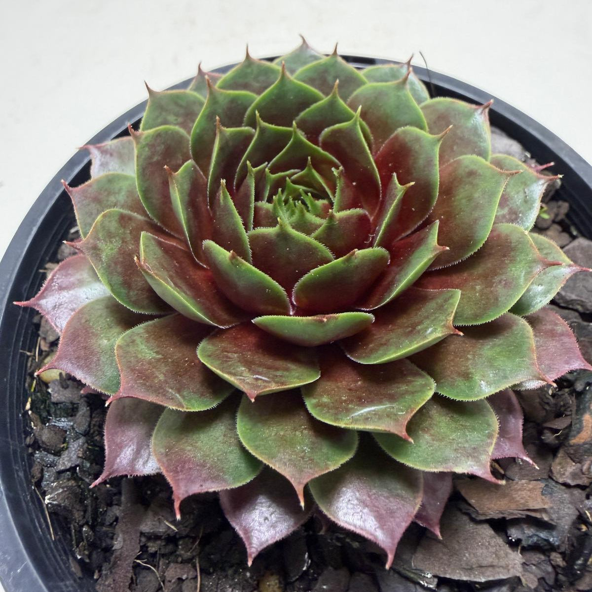 Close-up of vibrant rosettes on Sempervivum 'Marlands Beauty'.