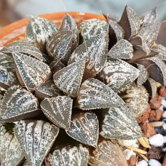 Haworthia Snow Scene