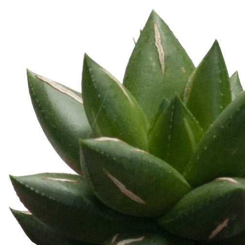 Haworthia