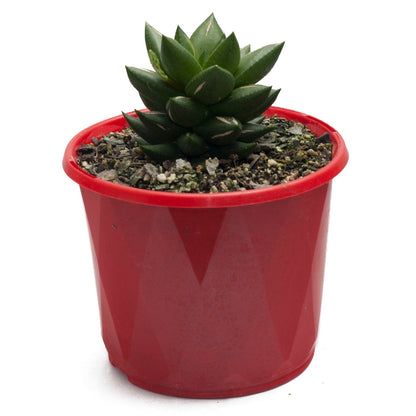 Haworthia 130mm