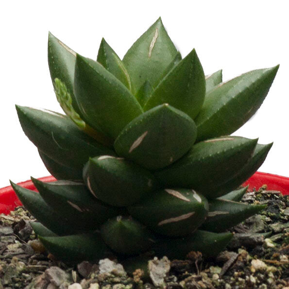 Haworthia