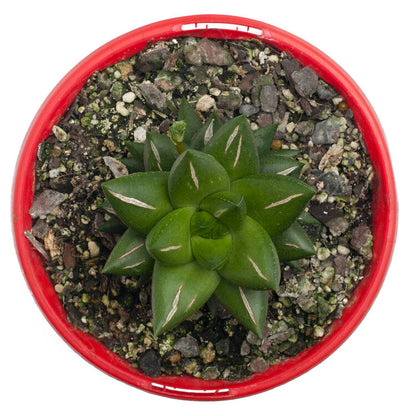 Haworthia