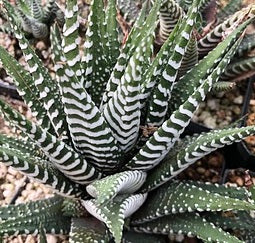 Haworthia Attenuata