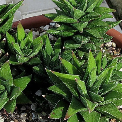 Haworthia Cassytha