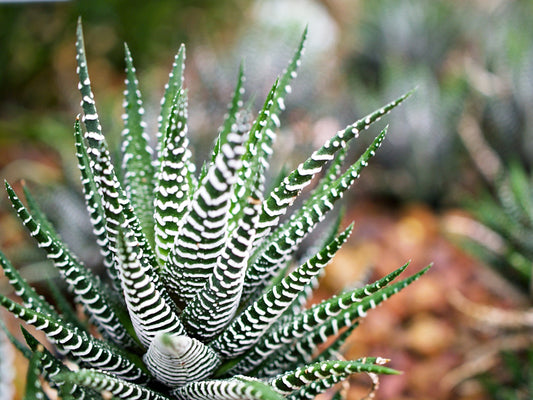 Haworthia Attenuata