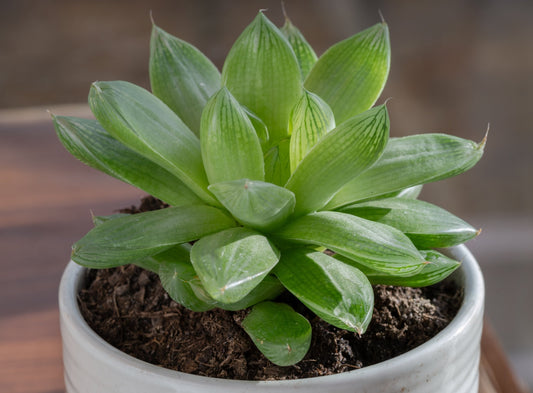 Haworthia Cymbiformis