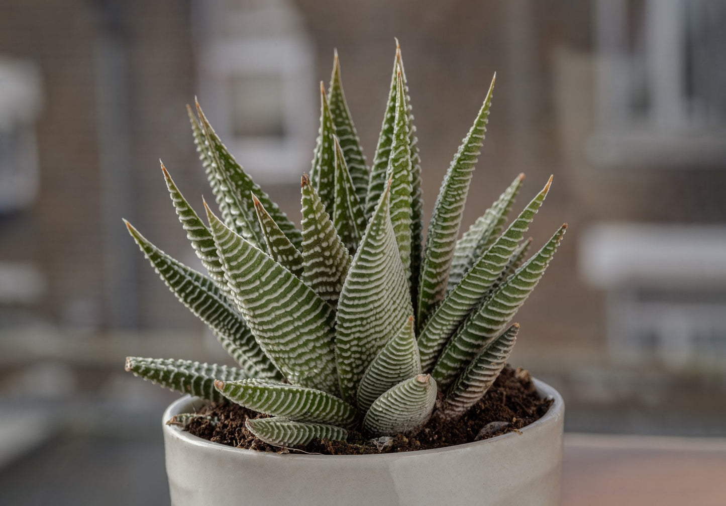 Haworthia Spider White 130mm