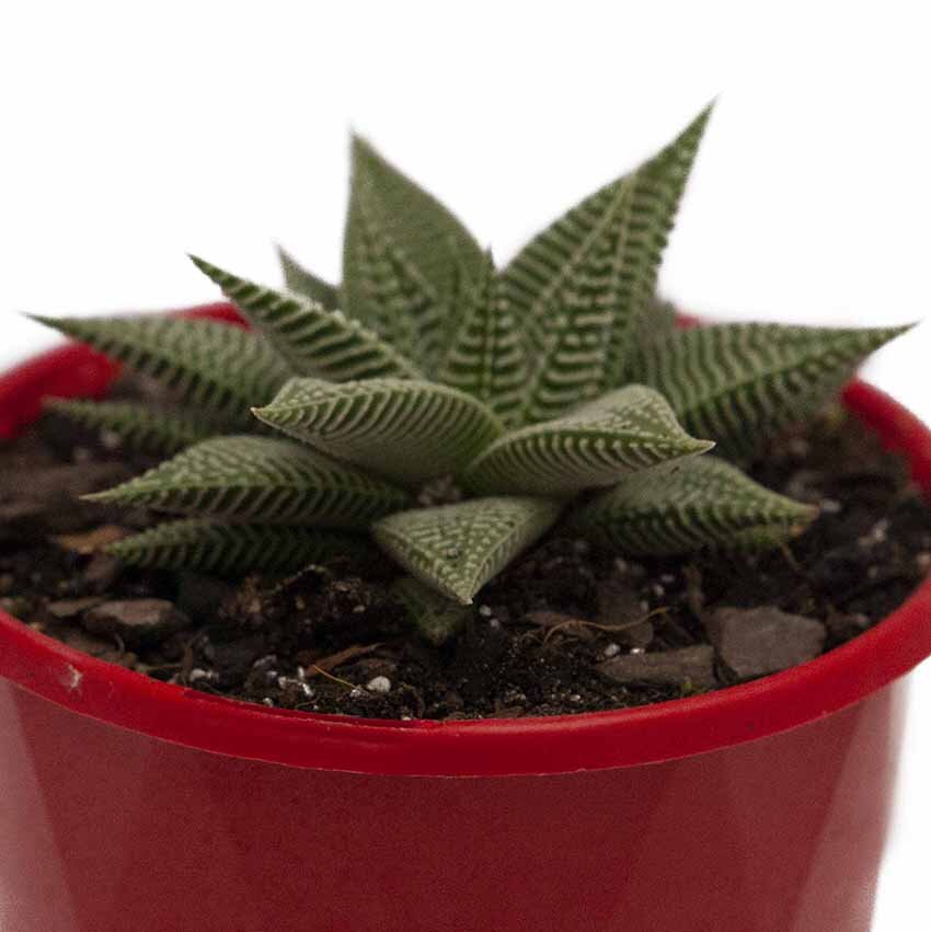 Haworthia Spider White 130mm