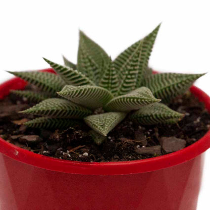 Haworthia Spider White 130mm