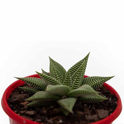 Haworthia Spider White 130mm