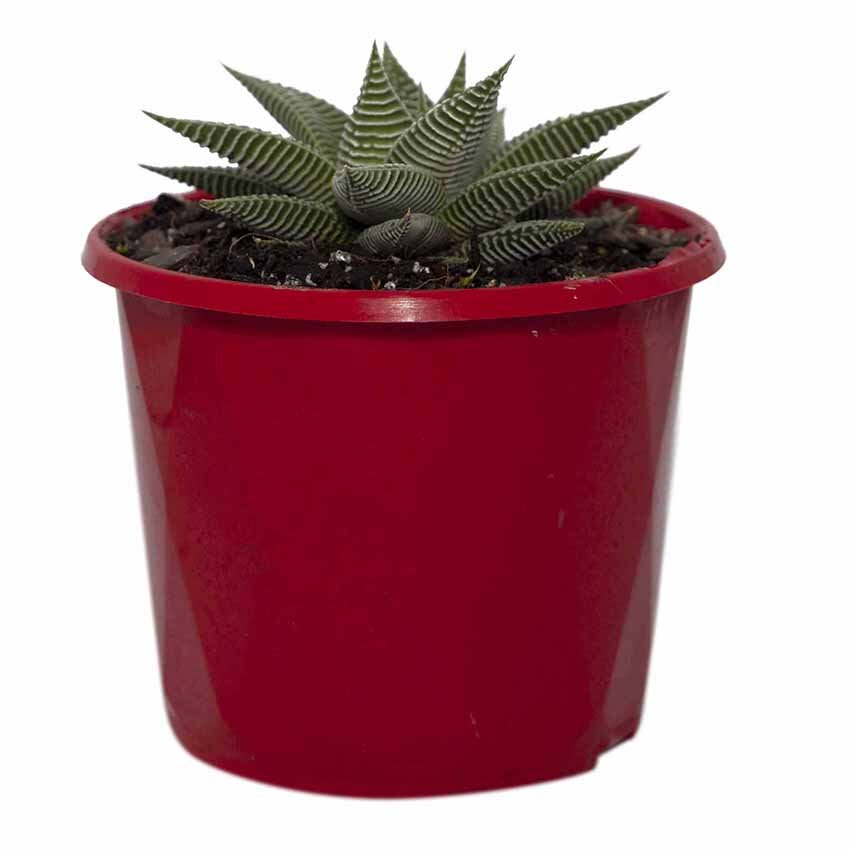 Haworthia Spider White 130mm