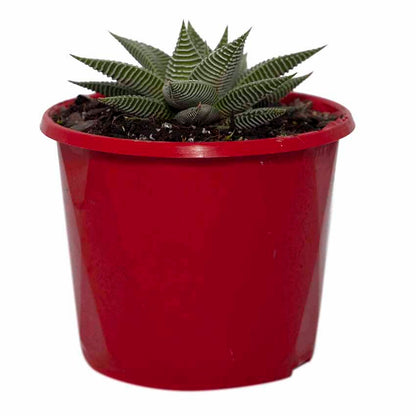 Haworthia Spider White 130mm