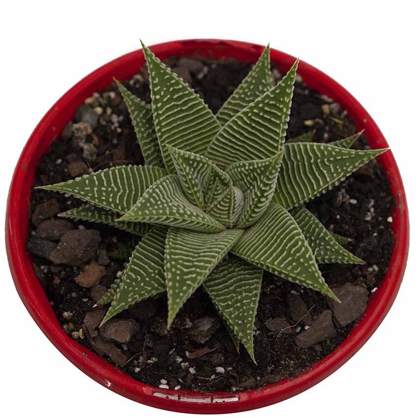Haworthia Spider White 130mm
