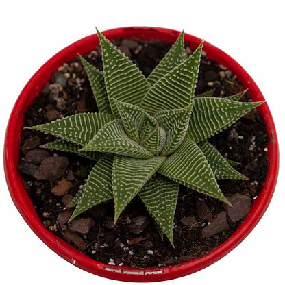 Haworthia Spider White 130mm